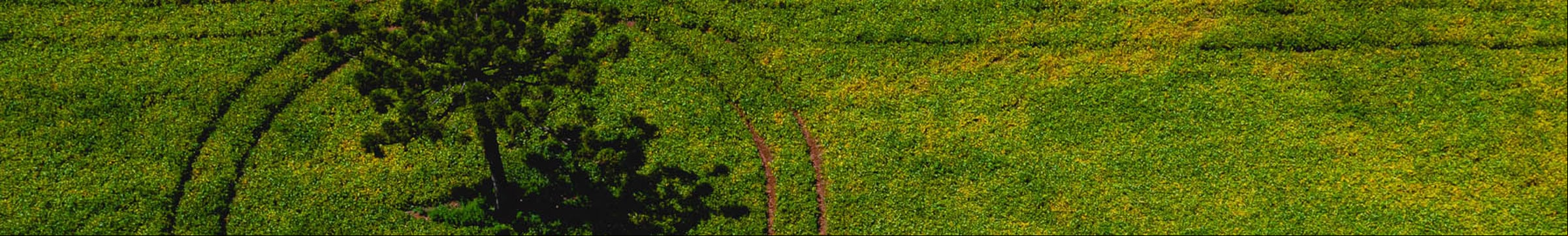Árvore no Sul do Brasil 